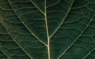 Rola banków centralnych w dobie wirusa korona